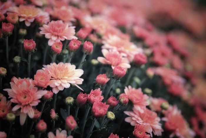 Pink and orange chrysanthemums in bloom