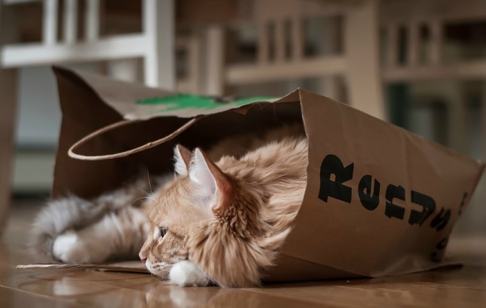 Orange cat in a paper bag
