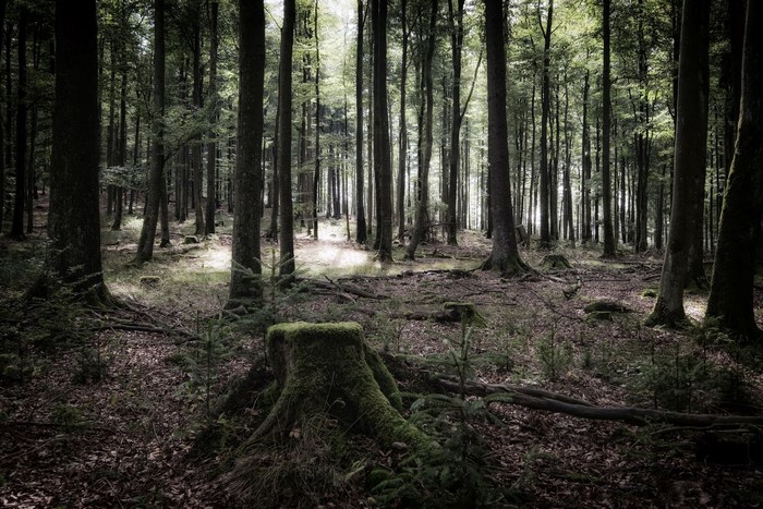 Mossy tree stump in a dark forest