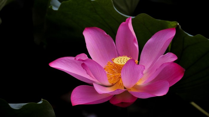 Pink lotus flower with green leaves