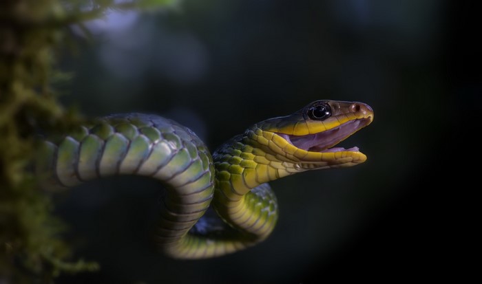 Green snake with mouth open on mossy branch