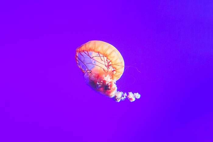 Jellyfish in the Pacific Ocean