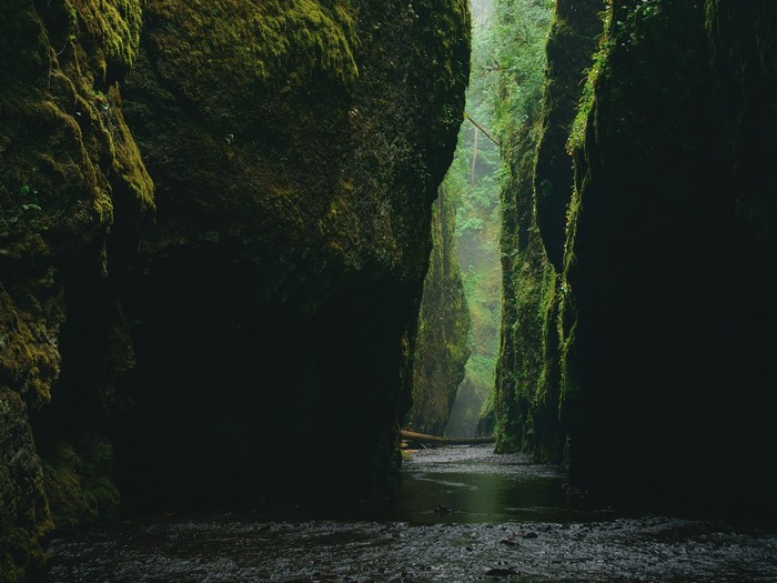 Moss-covered canyon with a stream in Oregon, USA