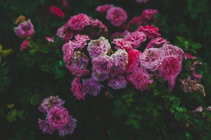 Pink flowers and green leaves in Kazakhstan