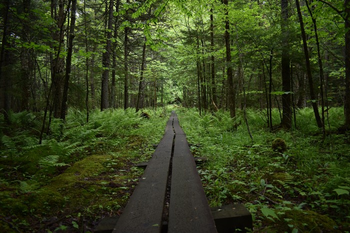 Wooden boardwalk through a green forest with ferns