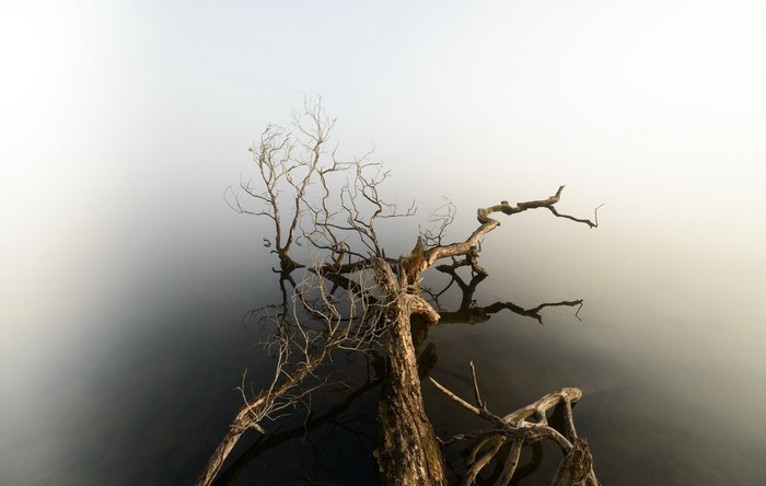 Dead tree in foggy water