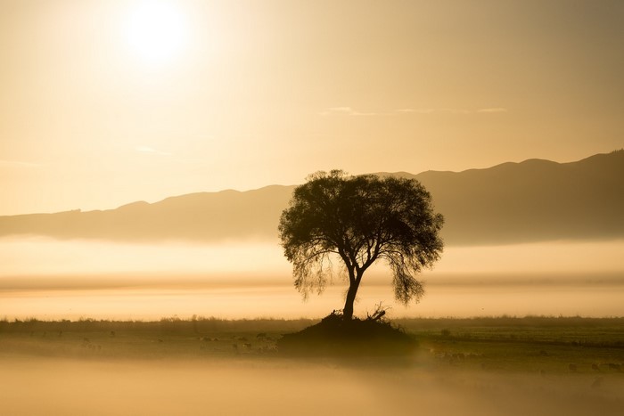Lone tree in misty landscape at sunrise
