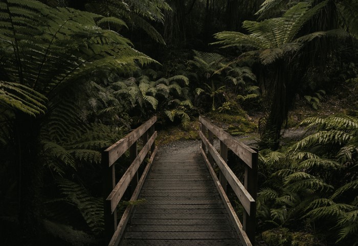Wooden bridge in a fern forest, New Zealand