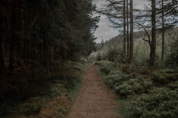 4K path through a forest in Wales