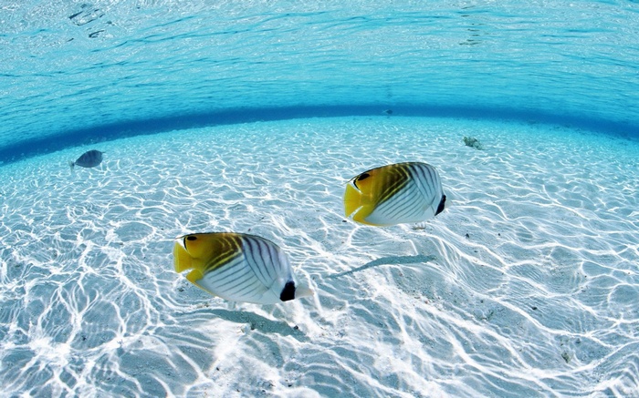 Two butterflyfish swim in clear blue ocean water