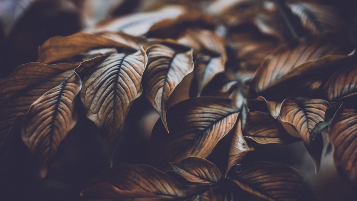 Close-up of dry brown leaves with visible veins