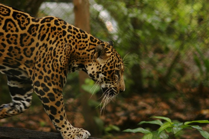 Jaguar walking on a log in a forest