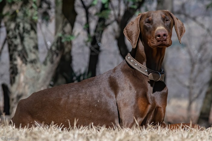 Brown Doberman Pinscher lying on grass