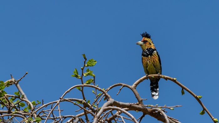4K photography of a bird on a tree branch