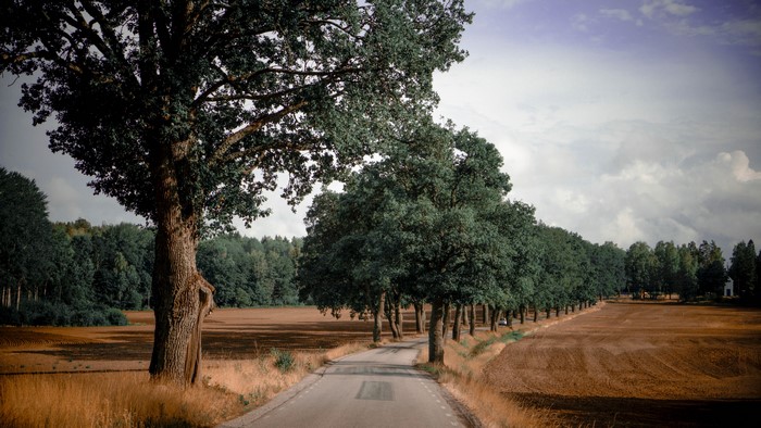 4K Sweden Roadtrip Through Trees and Fields