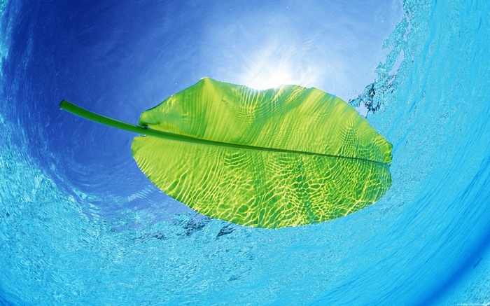 Green leaf floating on water surface