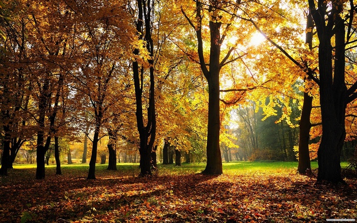 Autumn forest with sunbeams filtering through trees