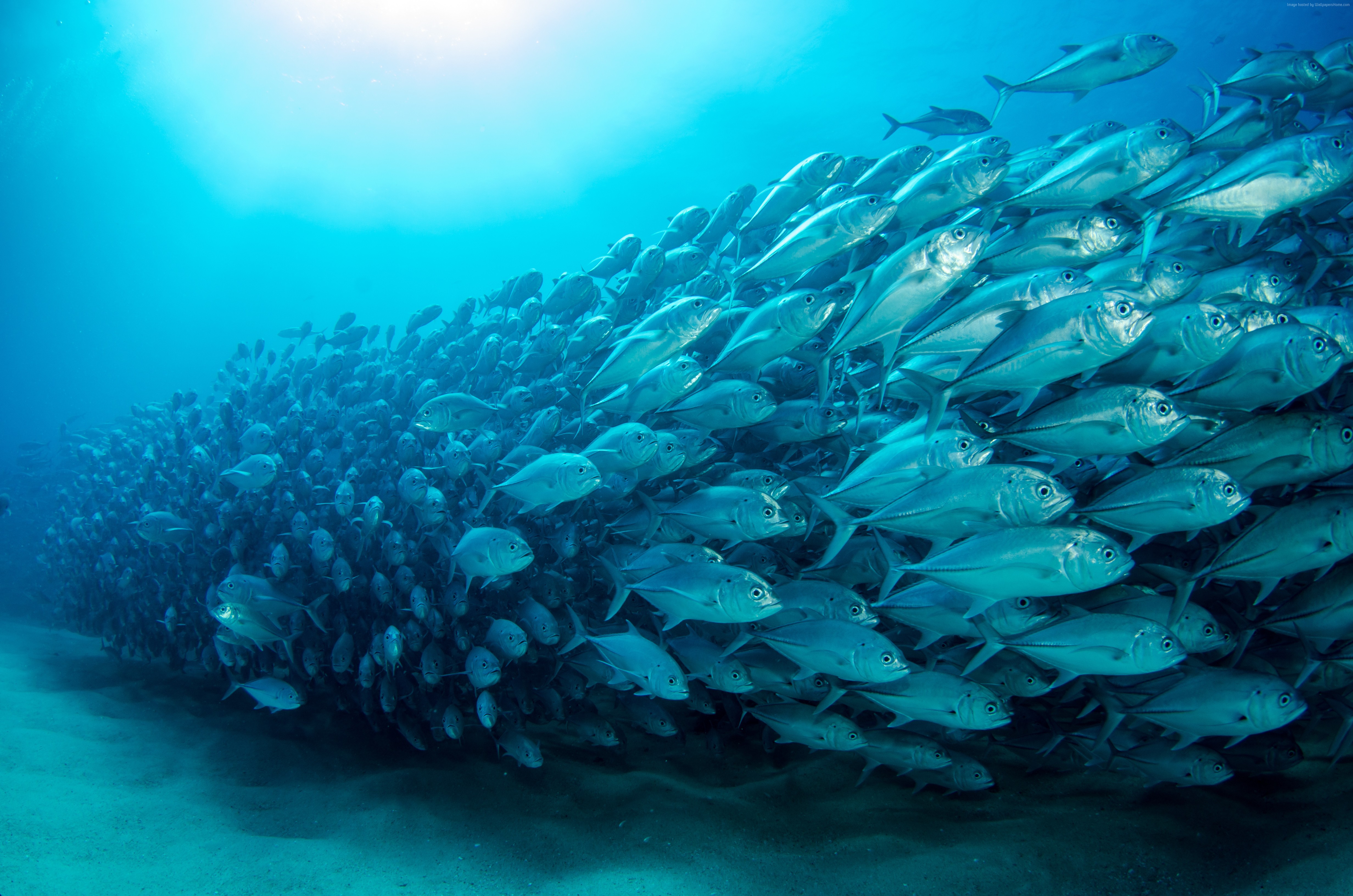 School of fish swimming in the ocean HD Wallpaper