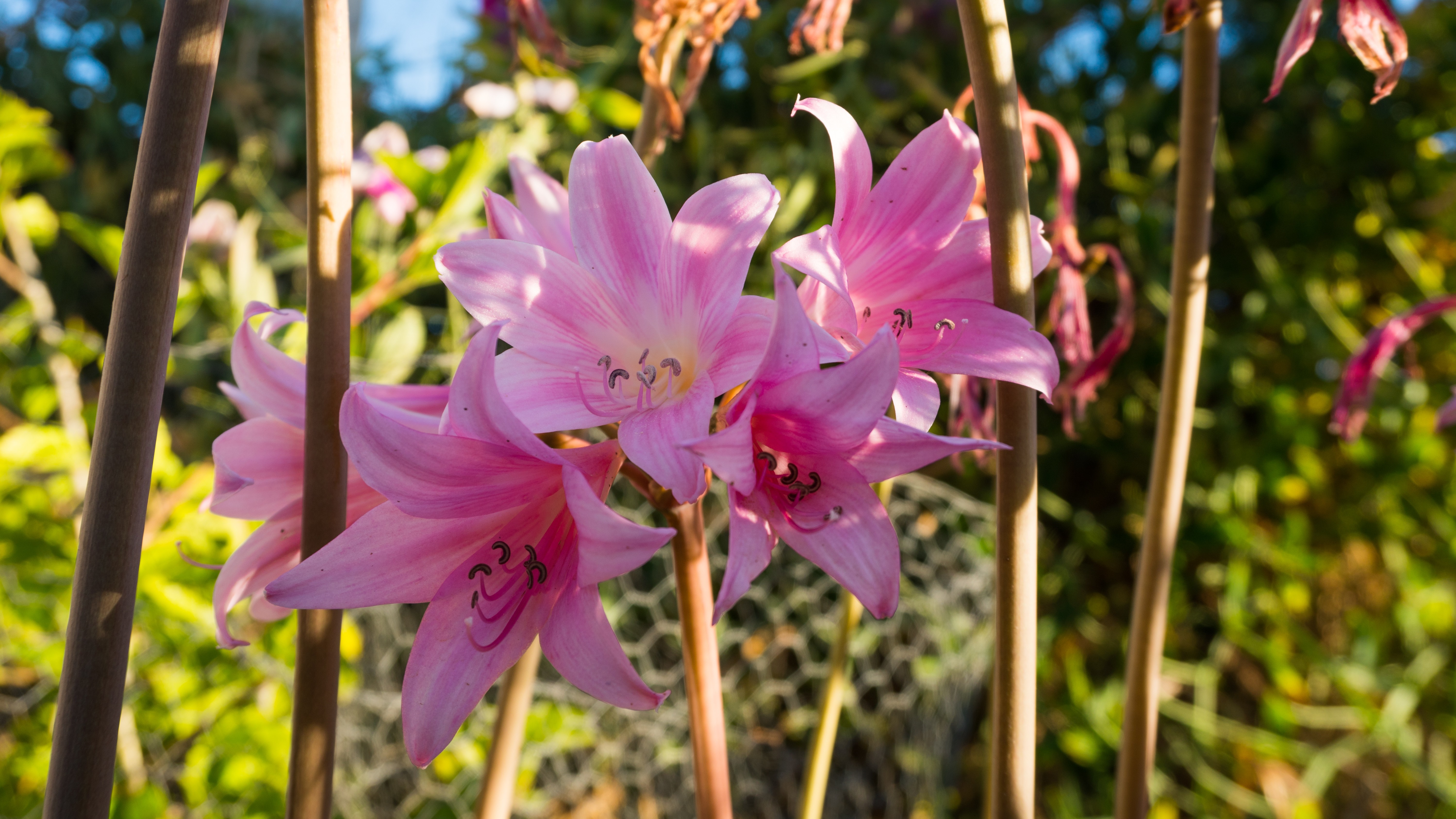 Pink lilies in a garden with bamboo stakes HD Wallpaper