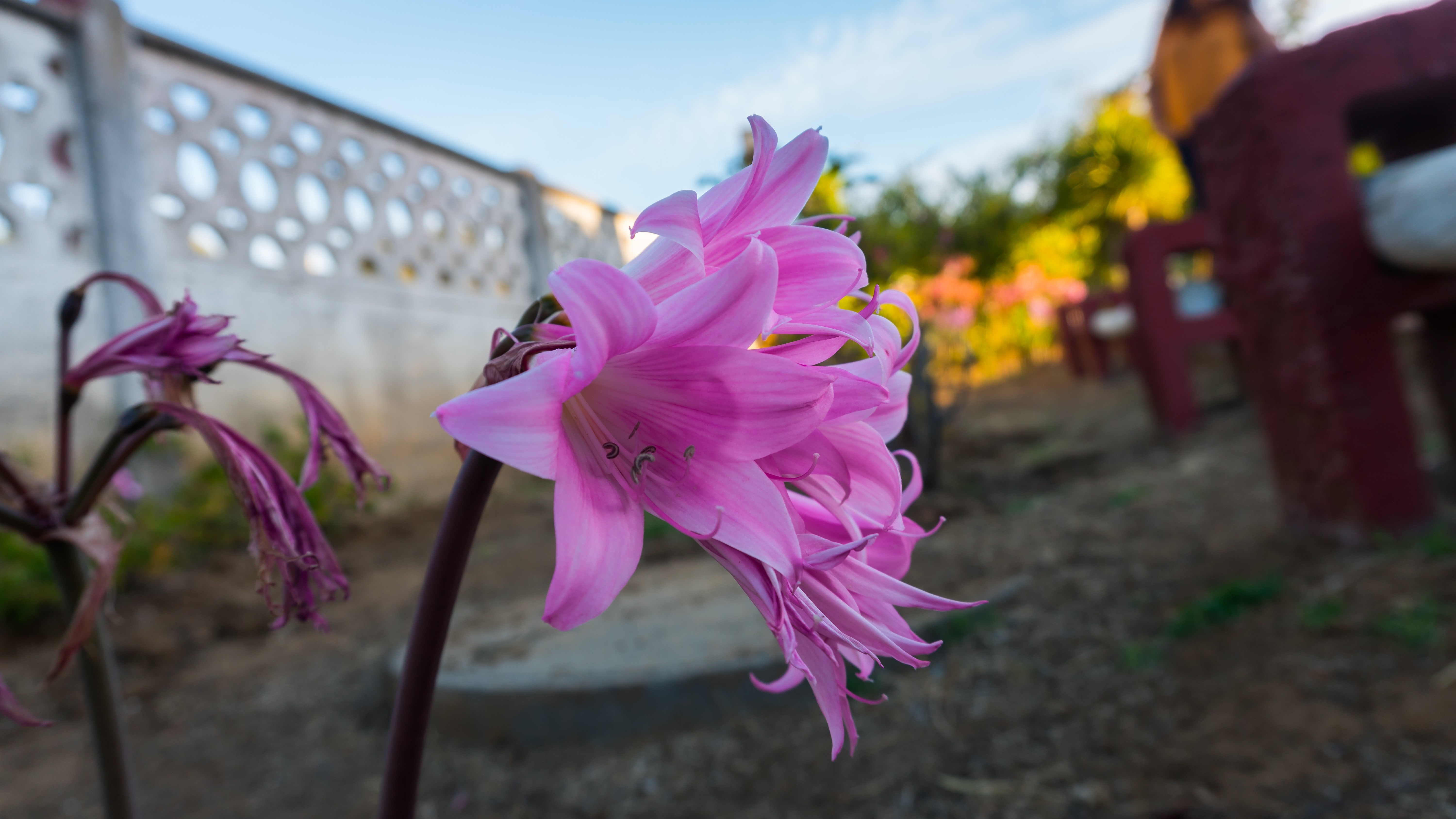 Pink lilies in a garden with a decorative fence HD Wallpaper