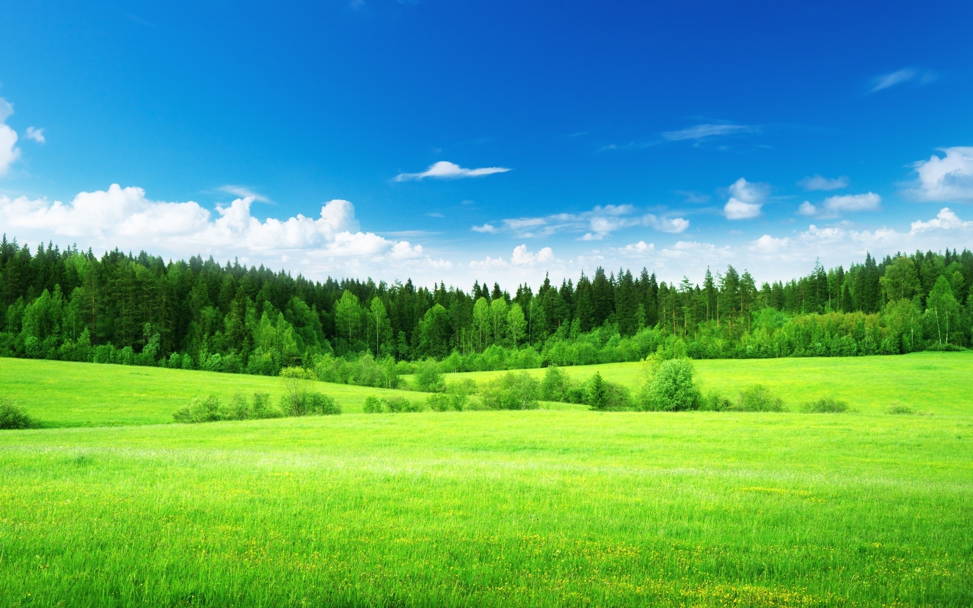 Green meadow with forest and blue sky HD Wallpaper