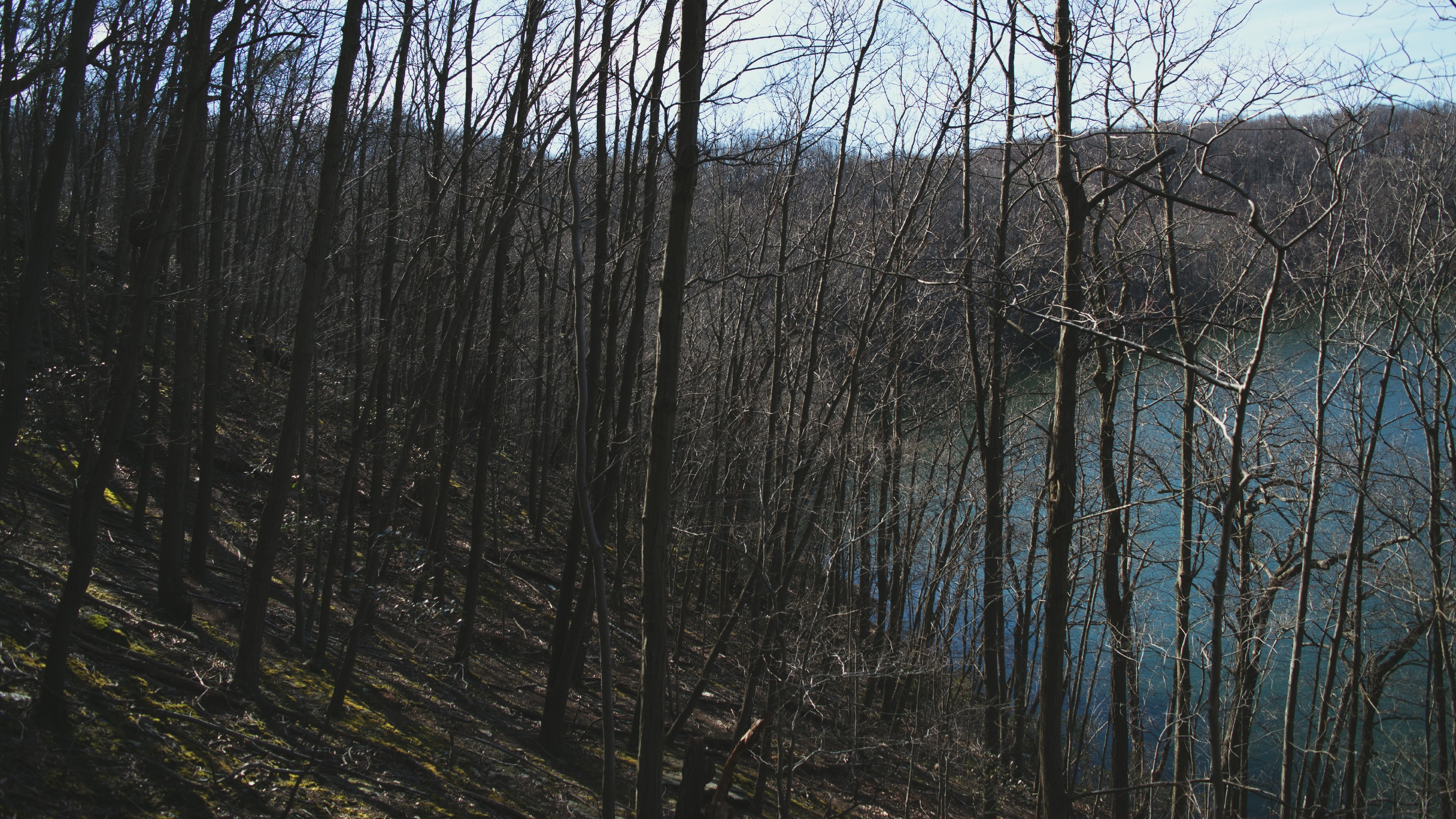 Bare trees on a hill overlooking a lake HD Wallpaper