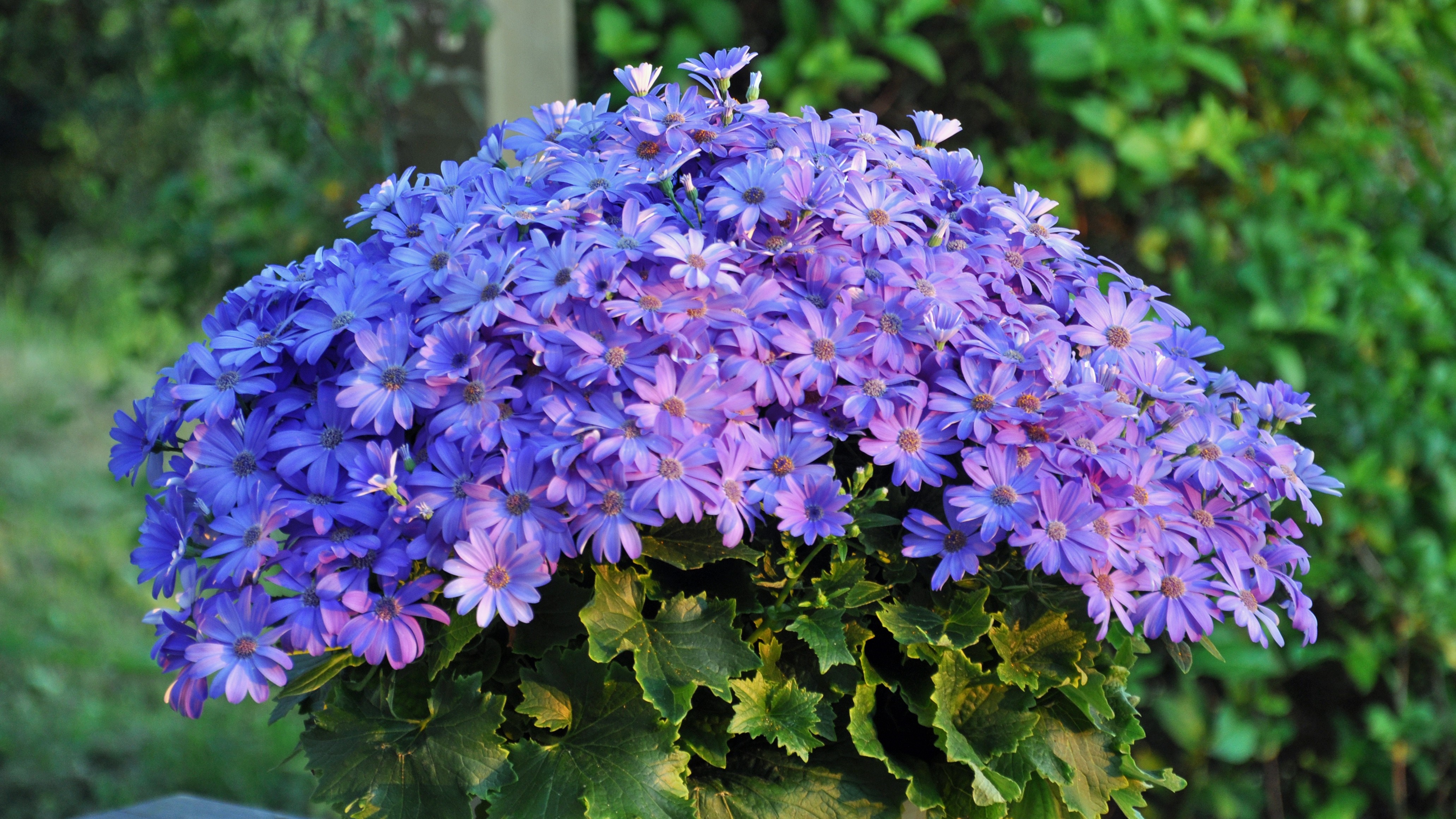 Vibrant Purple and Blue Garden Flowers Blooming HD Wallpaper