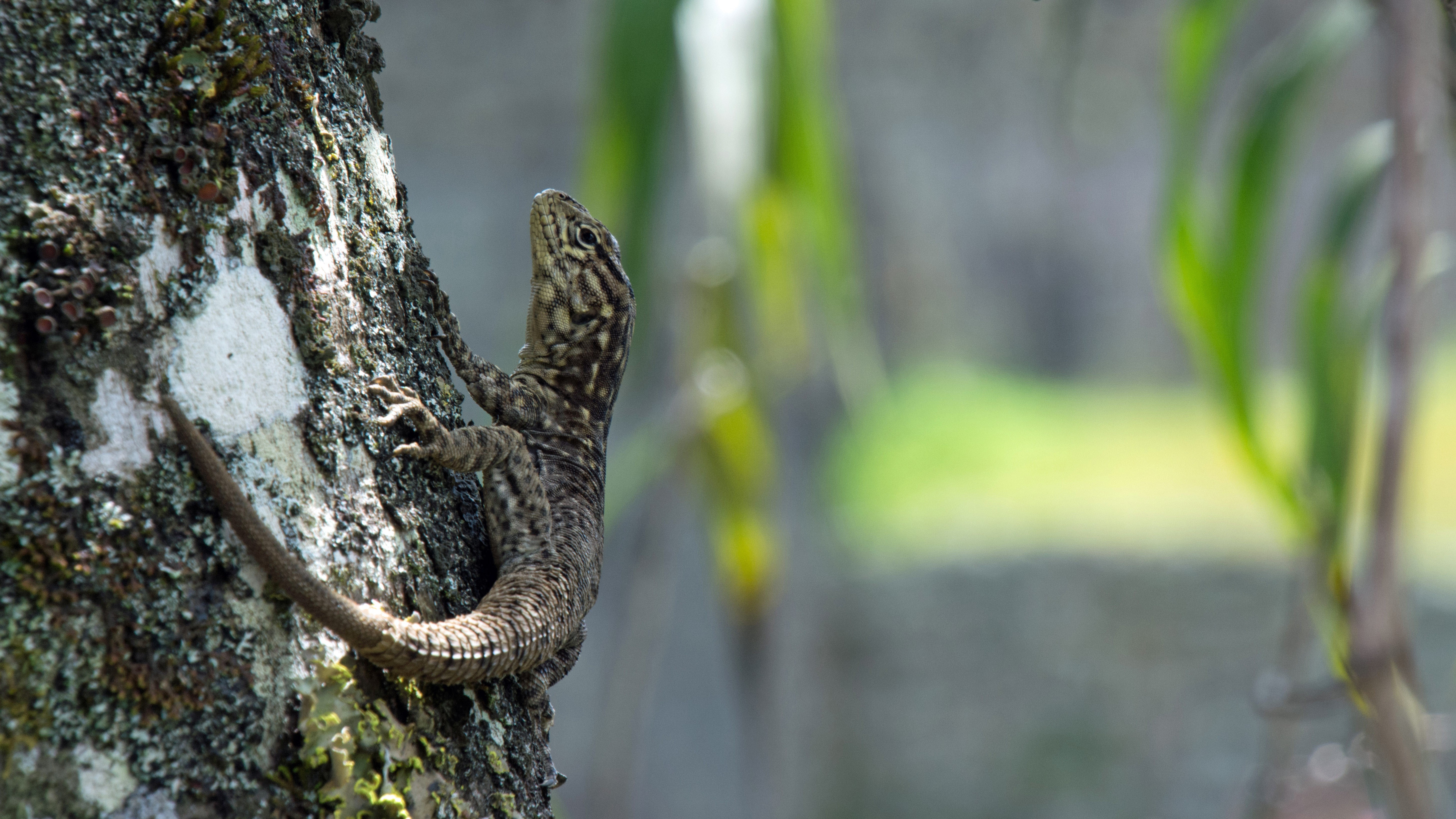 Lizard on a tree trunk with green foliage background HD Wallpaper