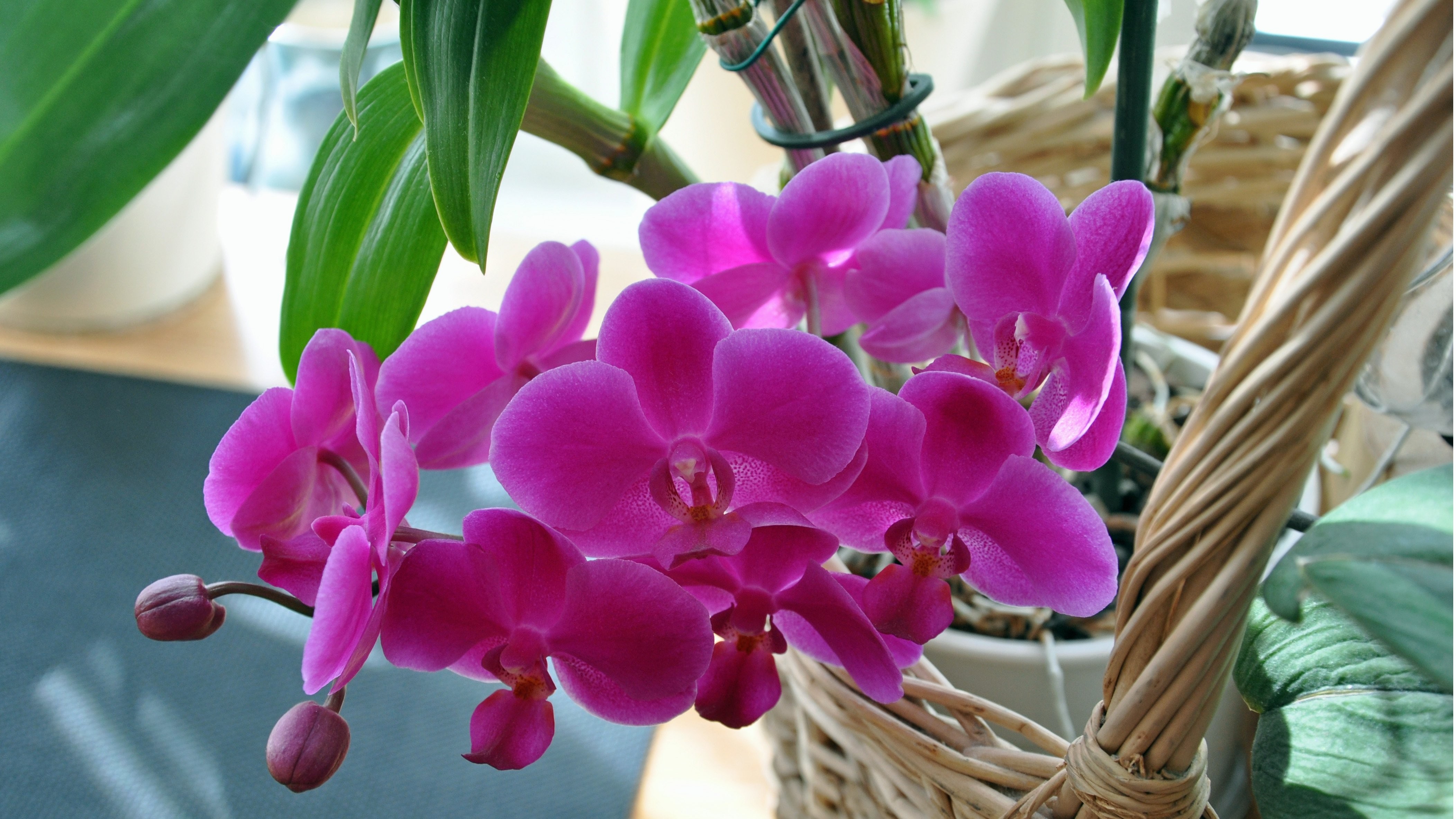 Pink orchids in a woven basket HD Wallpaper