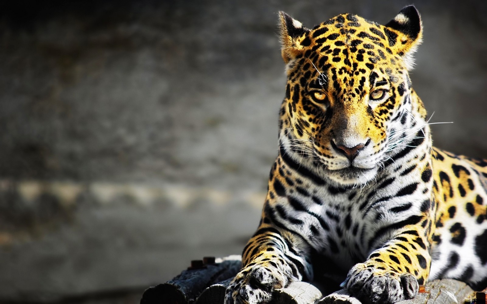 Jaguar resting on wooden logs HD Wallpaper