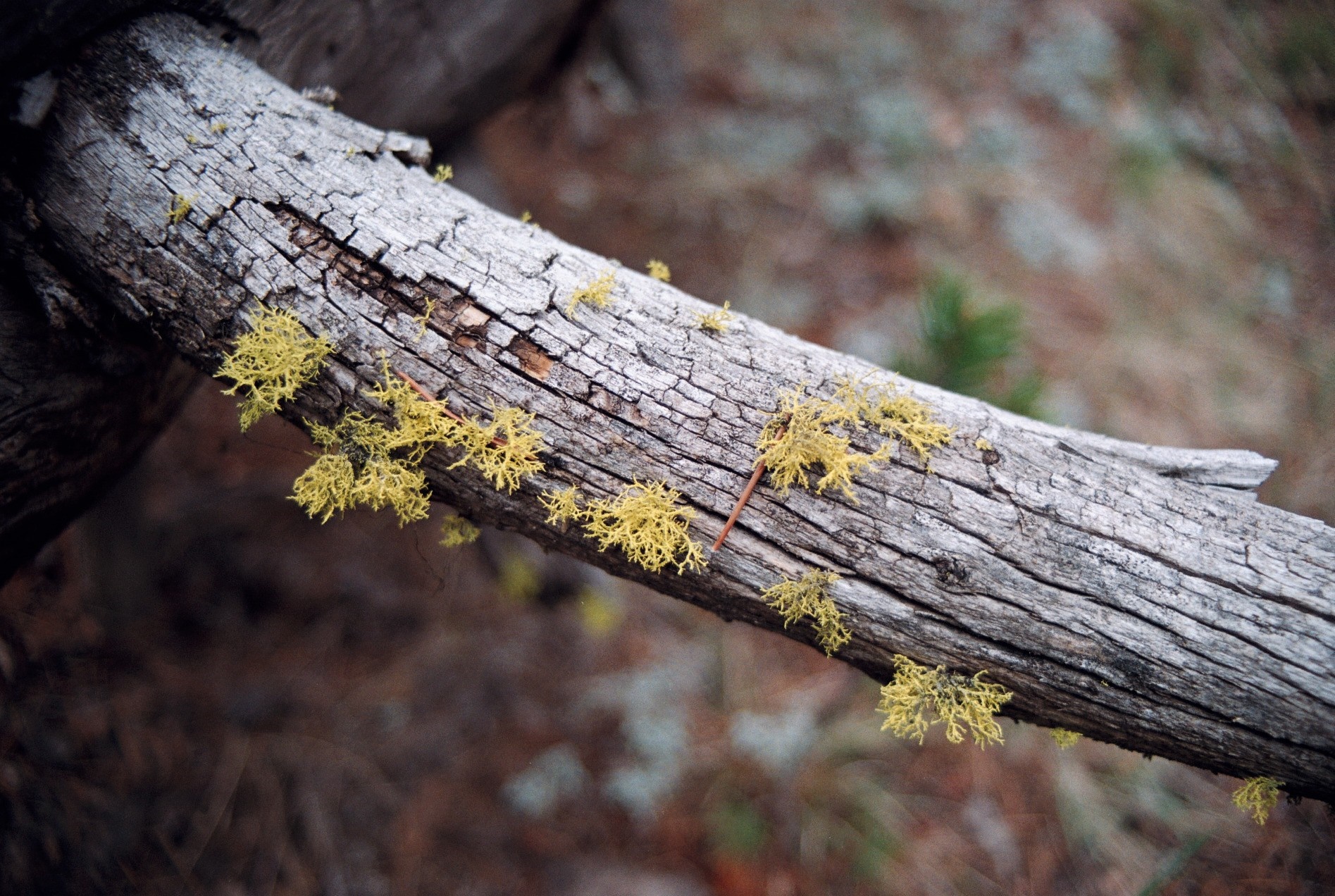 Yellow lichen on a weathered tree branch in a forest HD Wallpaper