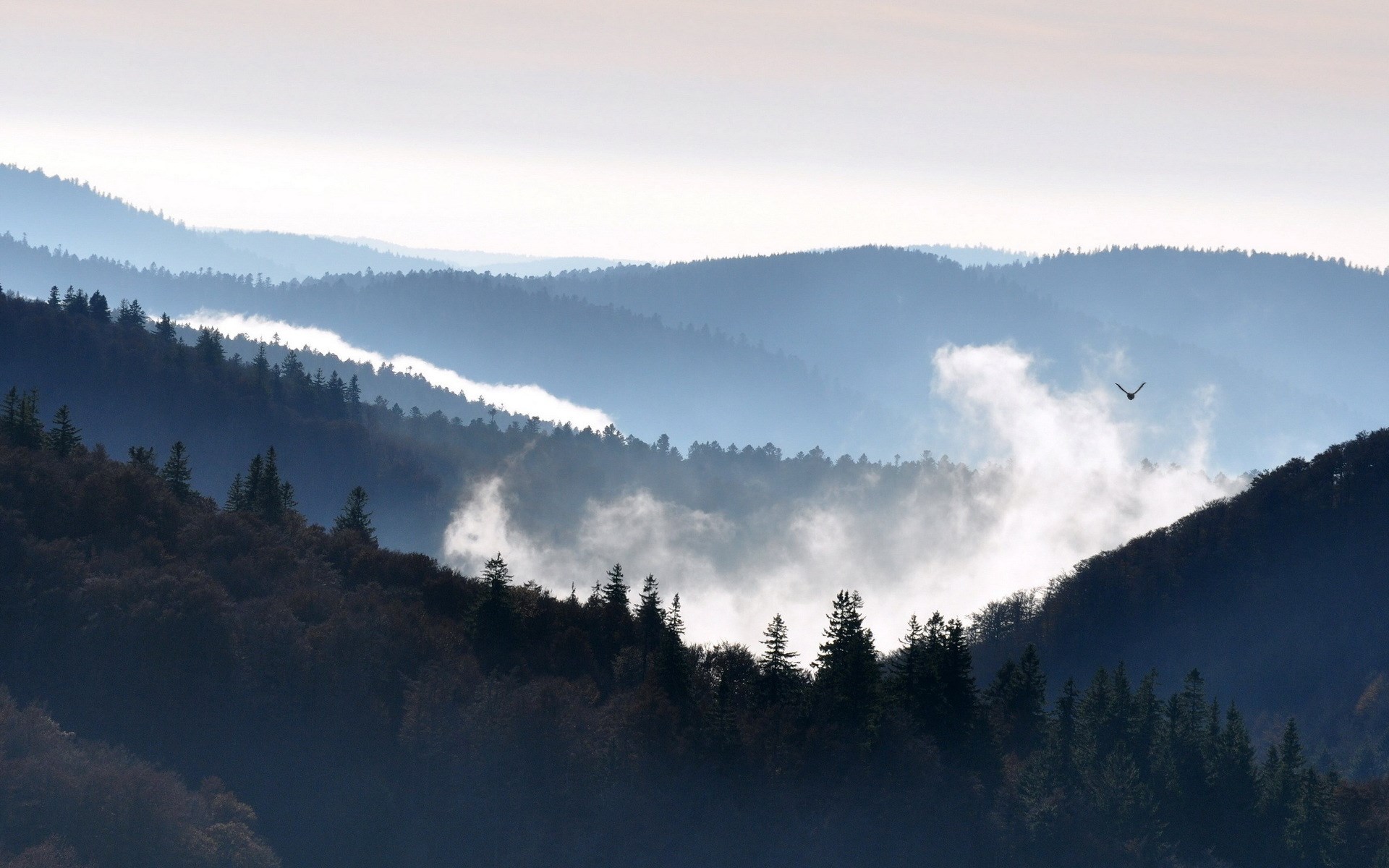 Bird flying over misty blue mountains and forest HD Wallpaper