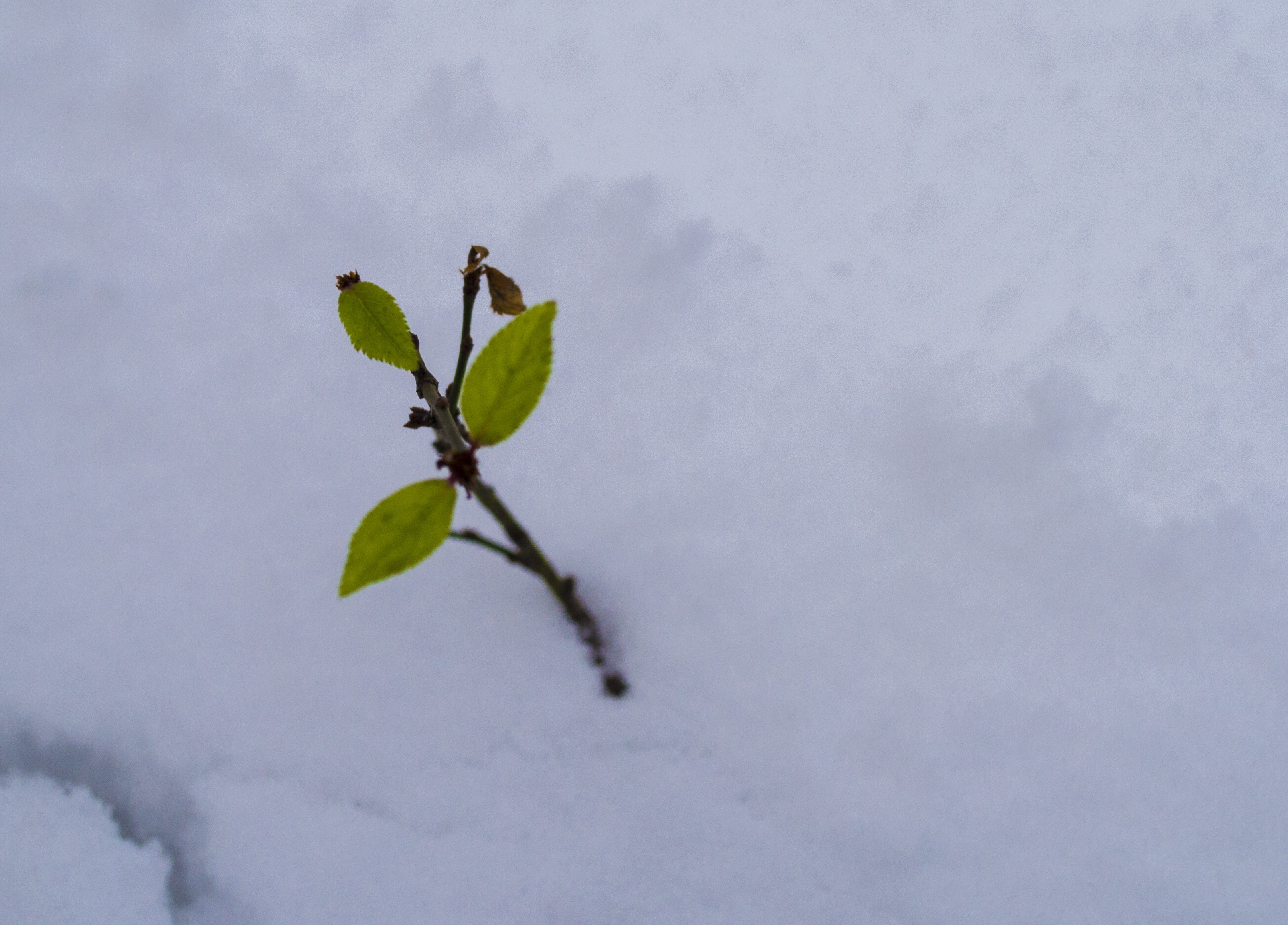 A delicate branch with green leaves emerges from the snow HD Wallpaper