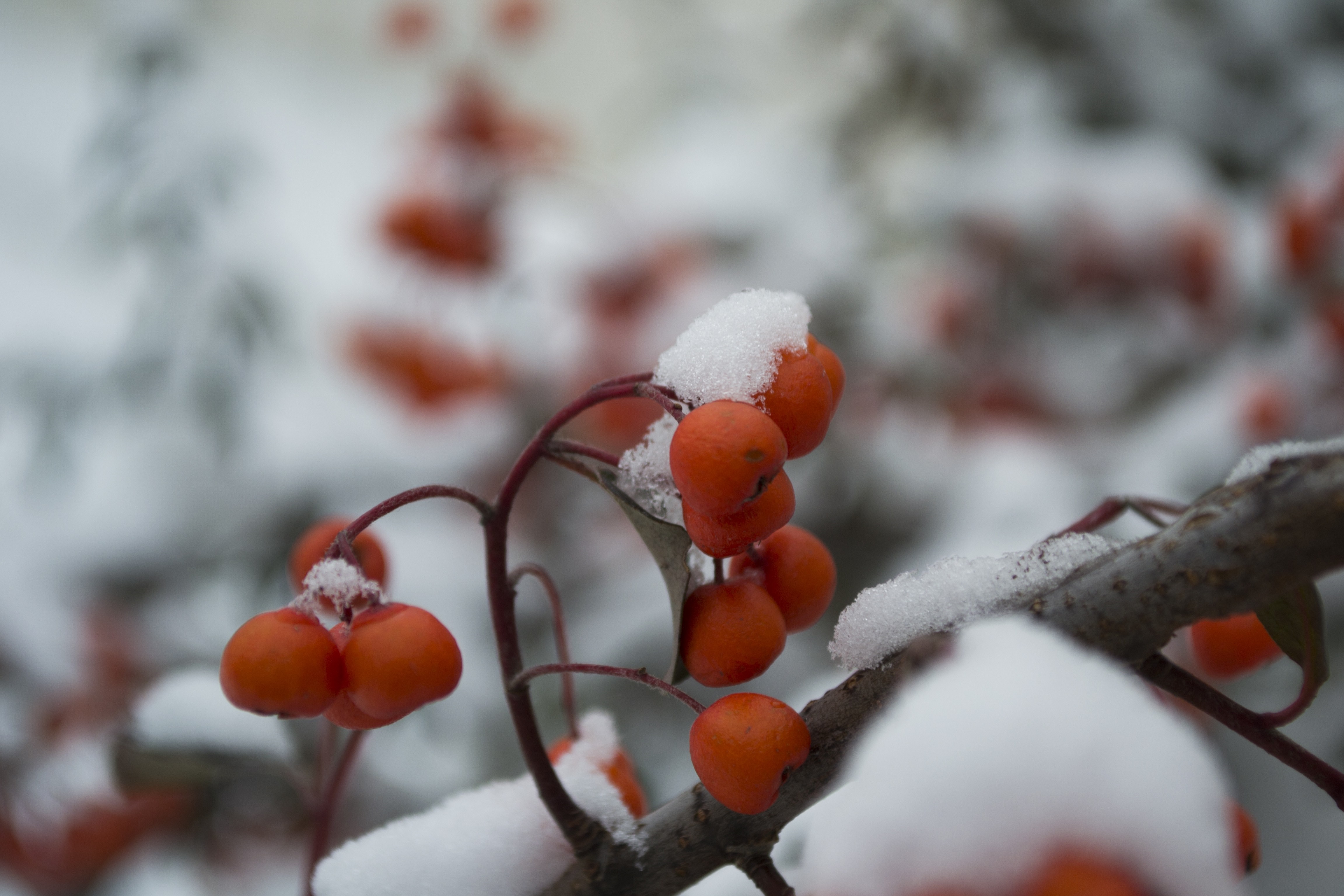 Close-up of red berries covered in snow on a branch HD Wallpaper