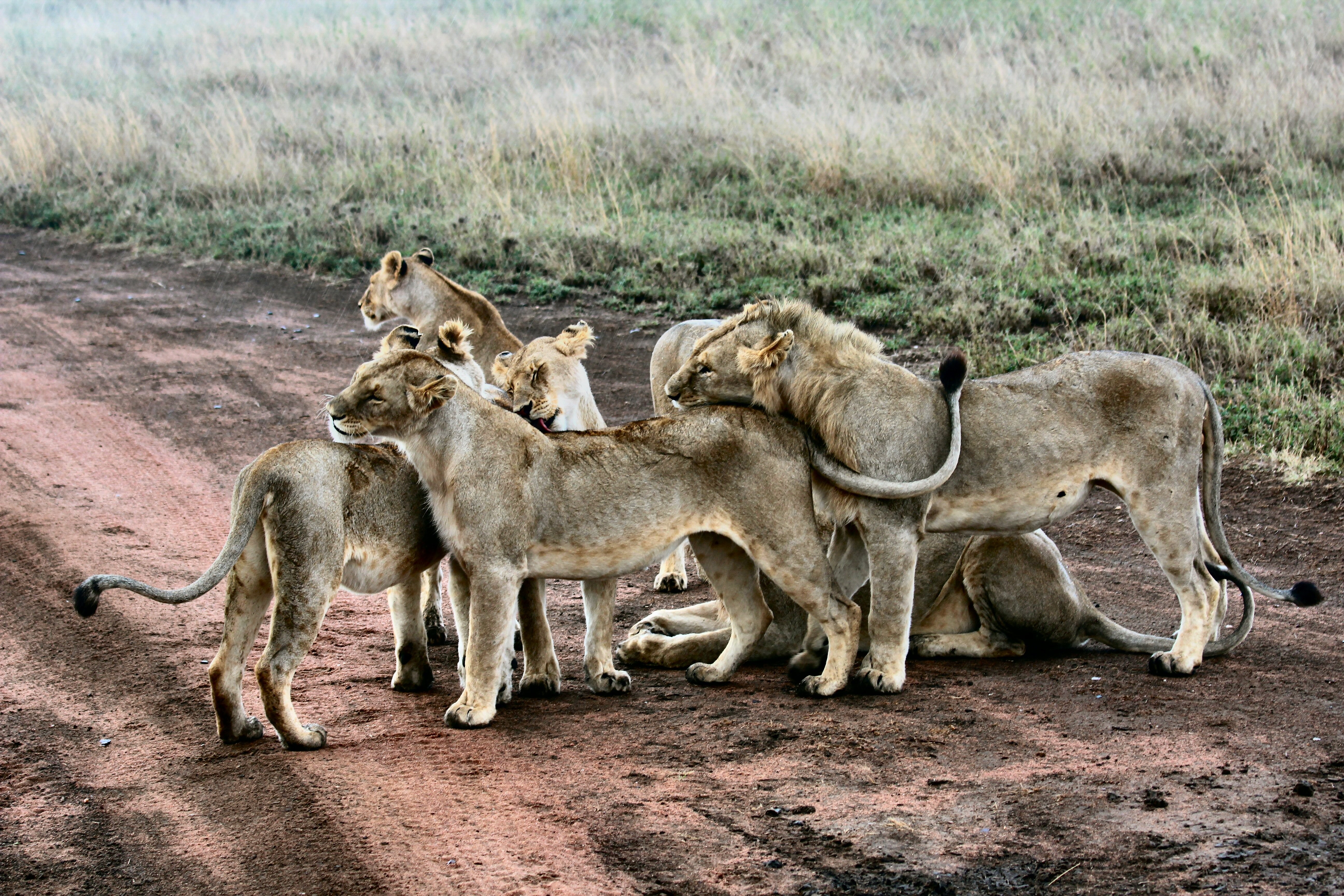 A pride of lions interacting on a dirt road HD Wallpaper