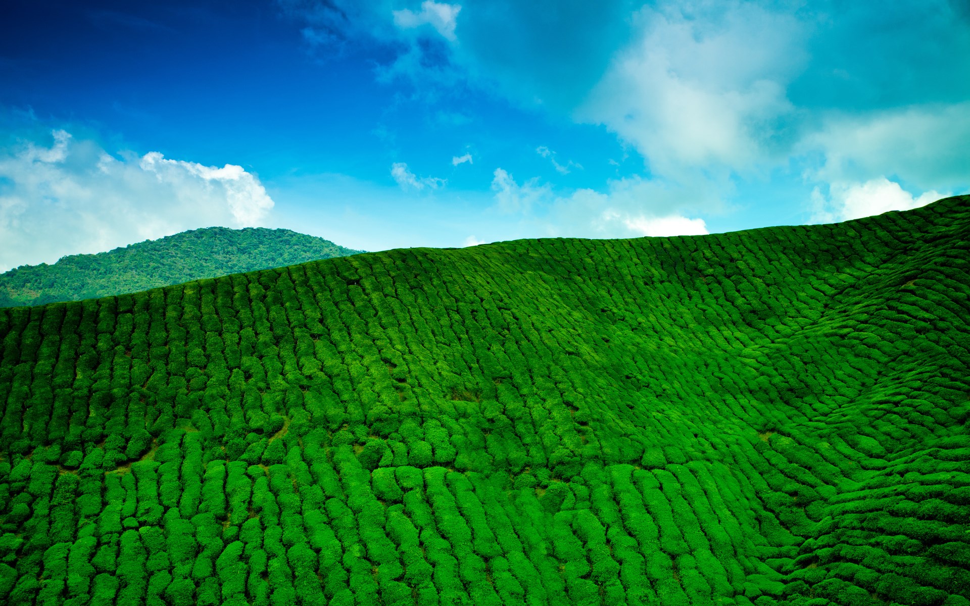 Rolling green tea plantation under a blue sky HD Wallpaper