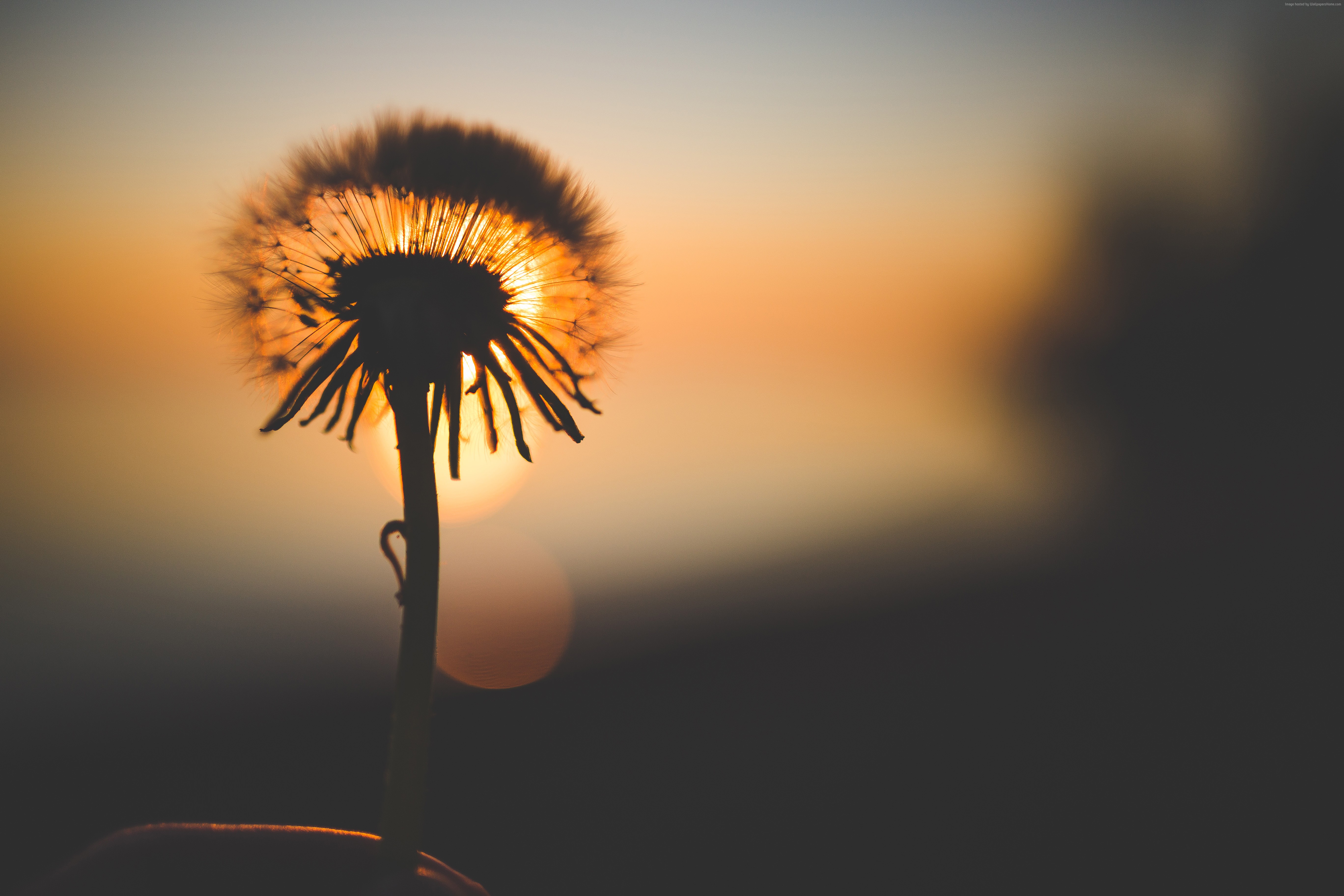 Dandelion silhouette against sunset with bokeh HD Wallpaper
