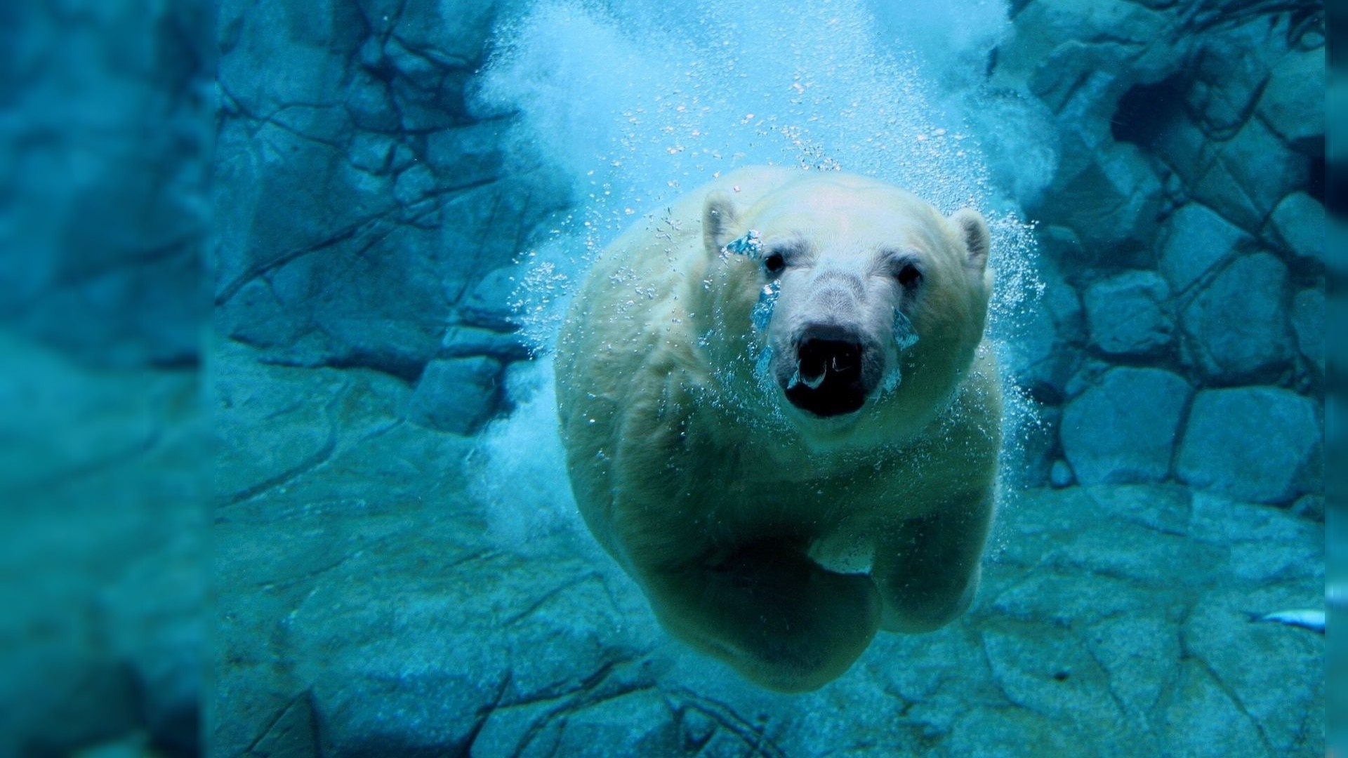 Polar bear swimming underwater near rocks HD Wallpaper