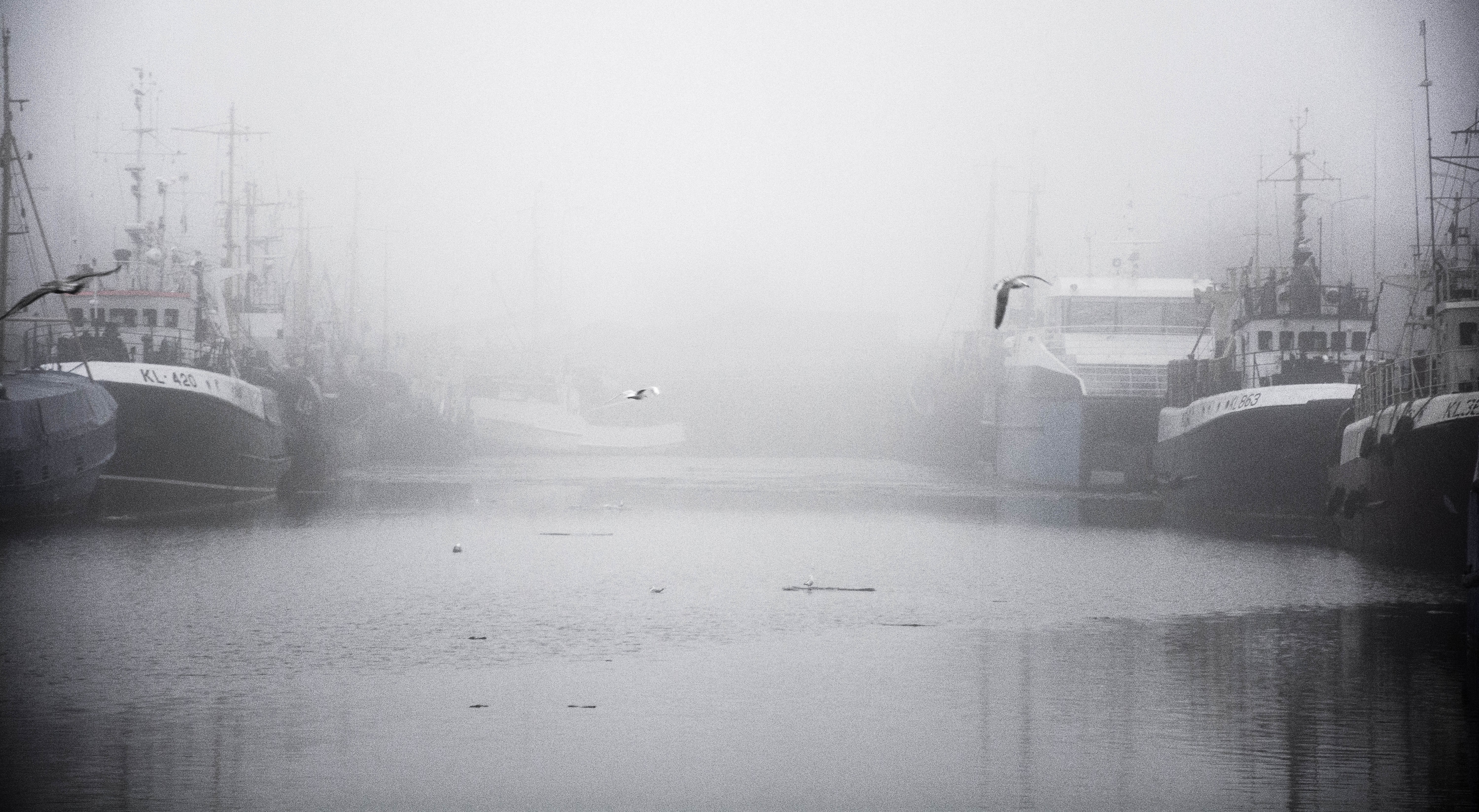Boats in a foggy harbor with seagulls HD Wallpaper