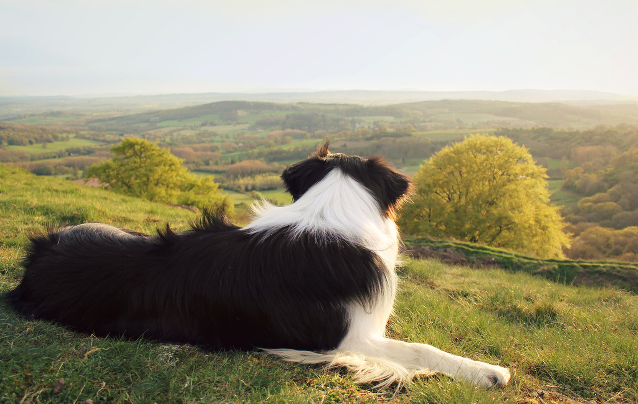 Border Collie Relaxing on Pasture Overlooking Rolling Hills HD Wallpaper