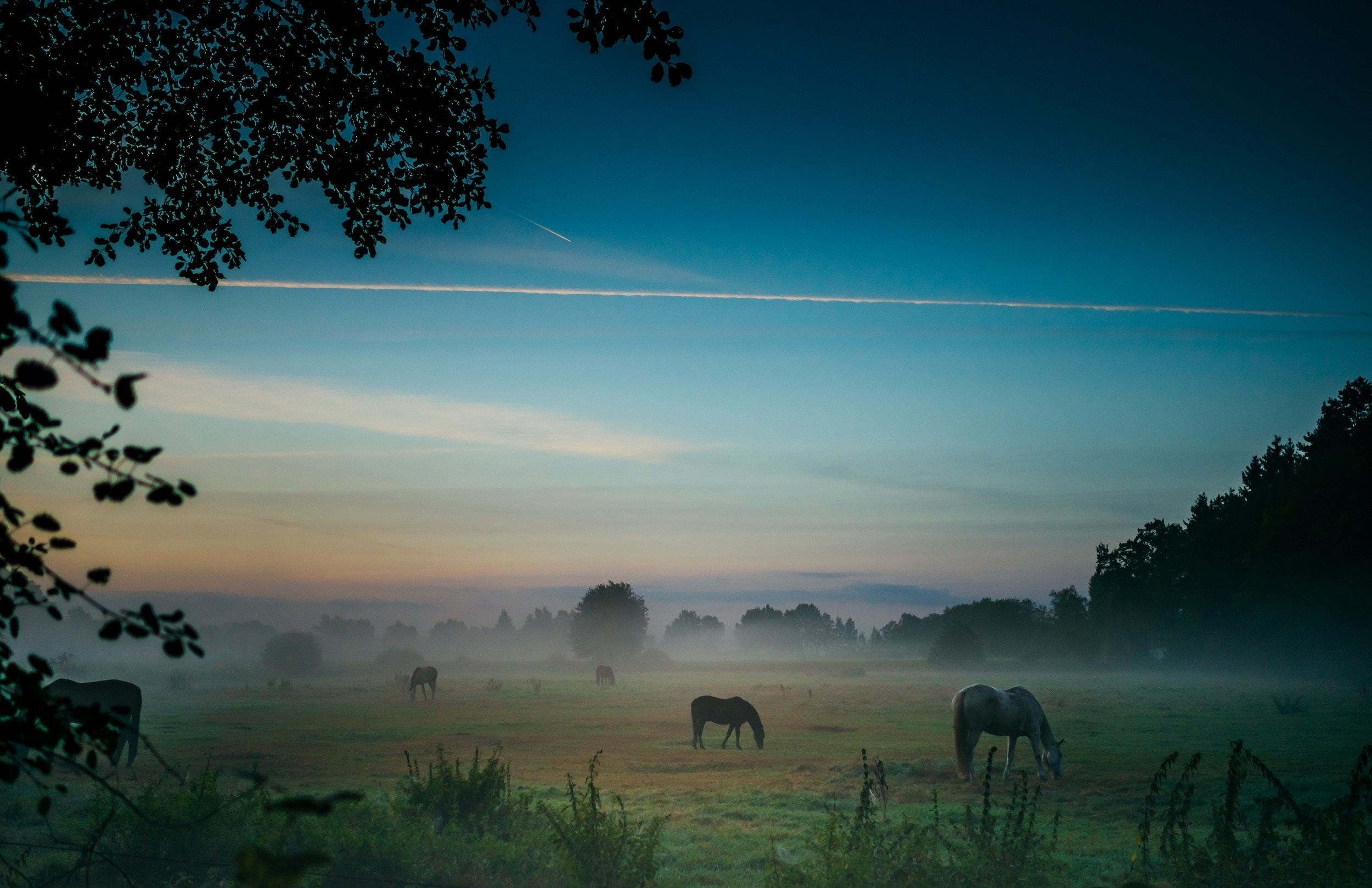 Horses in a misty field at dawn with contrails in the sky HD Wallpaper