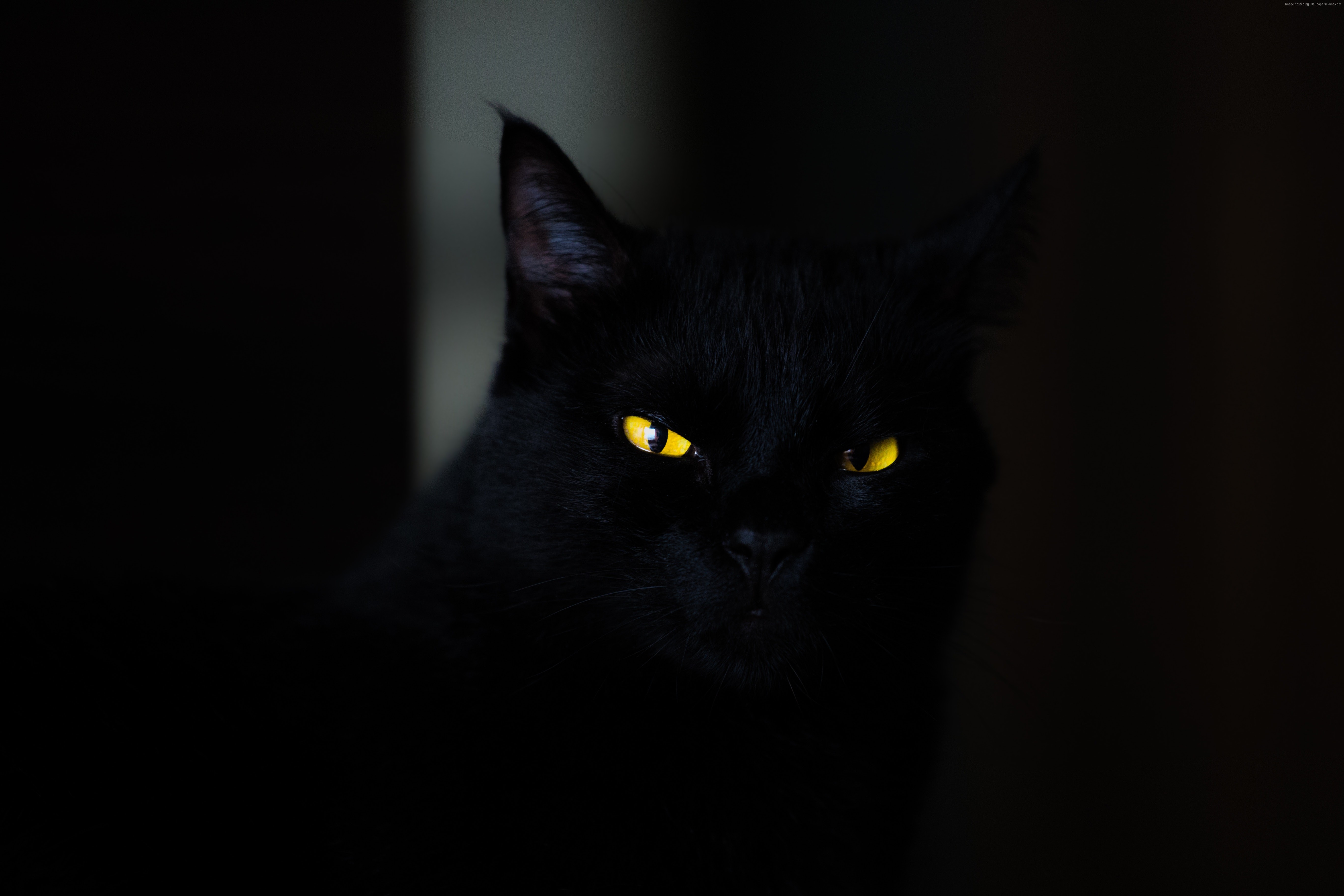 Black cat with yellow eyes HD Wallpaper