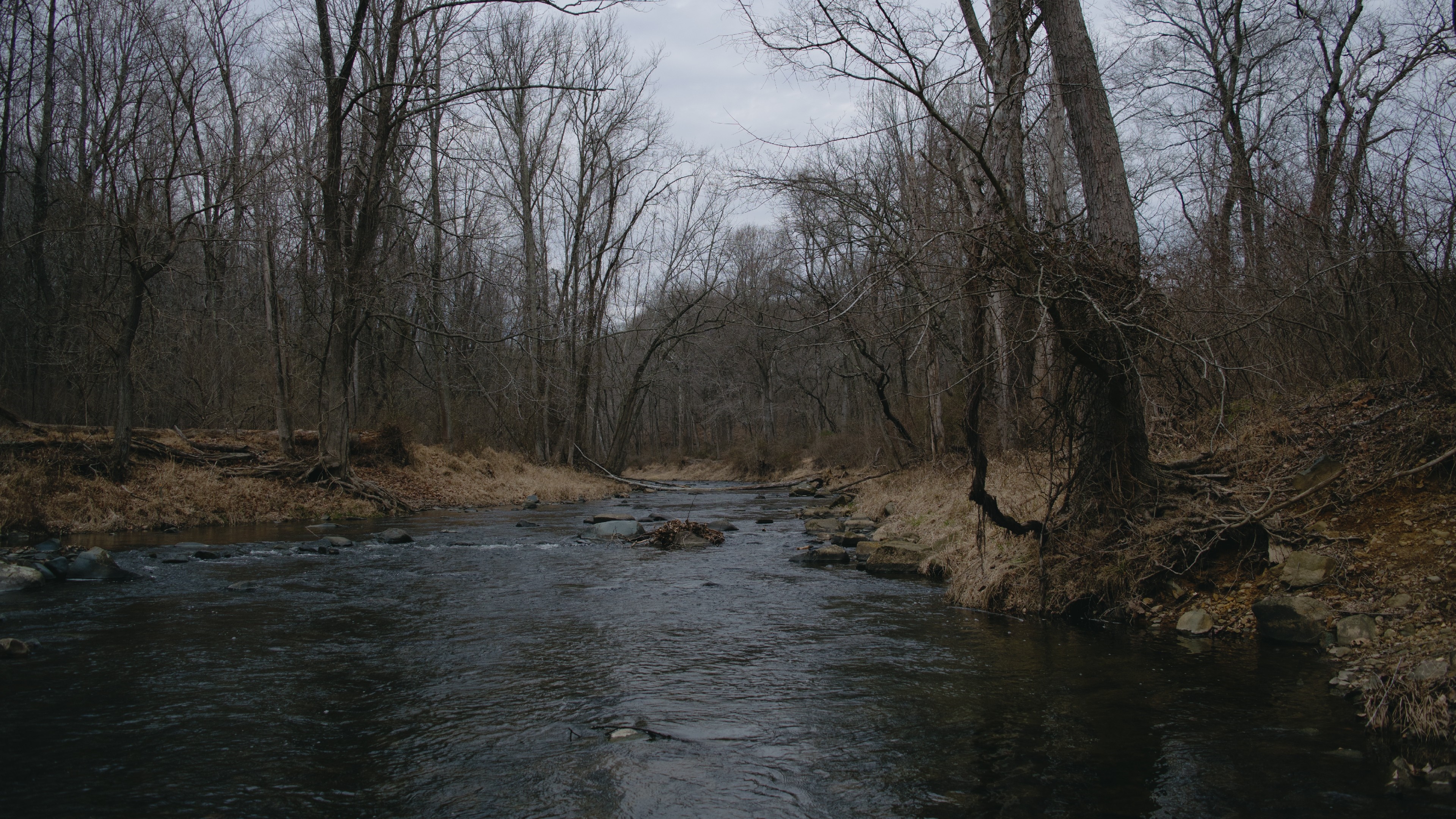 A forest with a river in winter HD Wallpaper