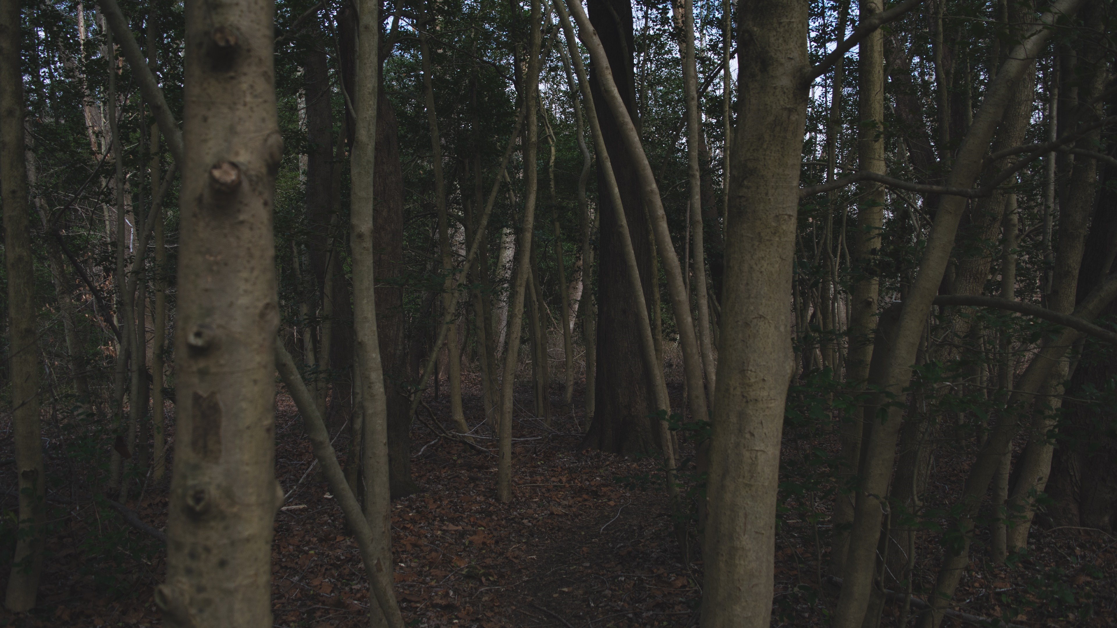 A dark forest with tall trees and fallen leaves HD Wallpaper
