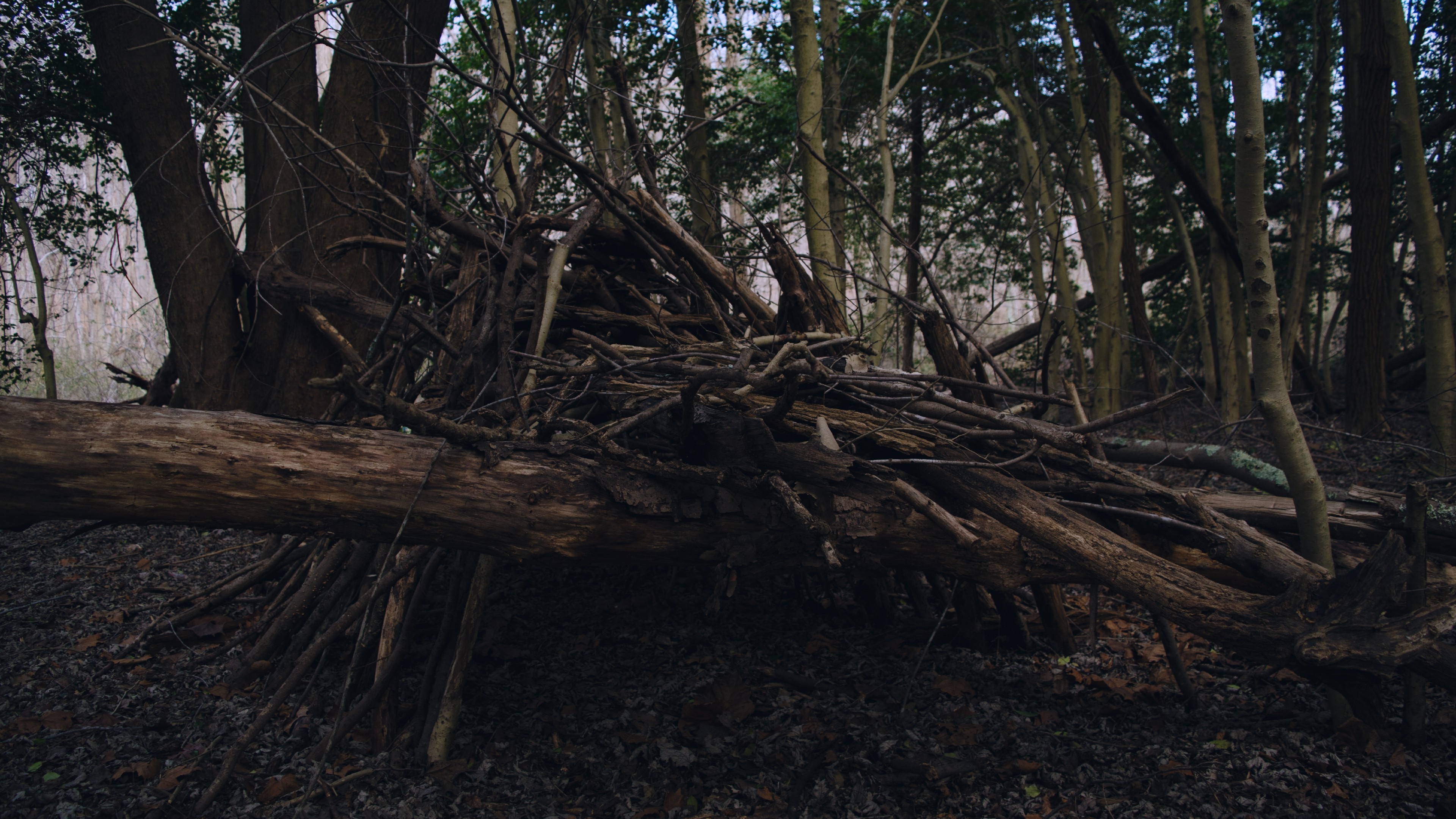 A makeshift fort constructed from branches and logs in a forest. HD Wallpaper