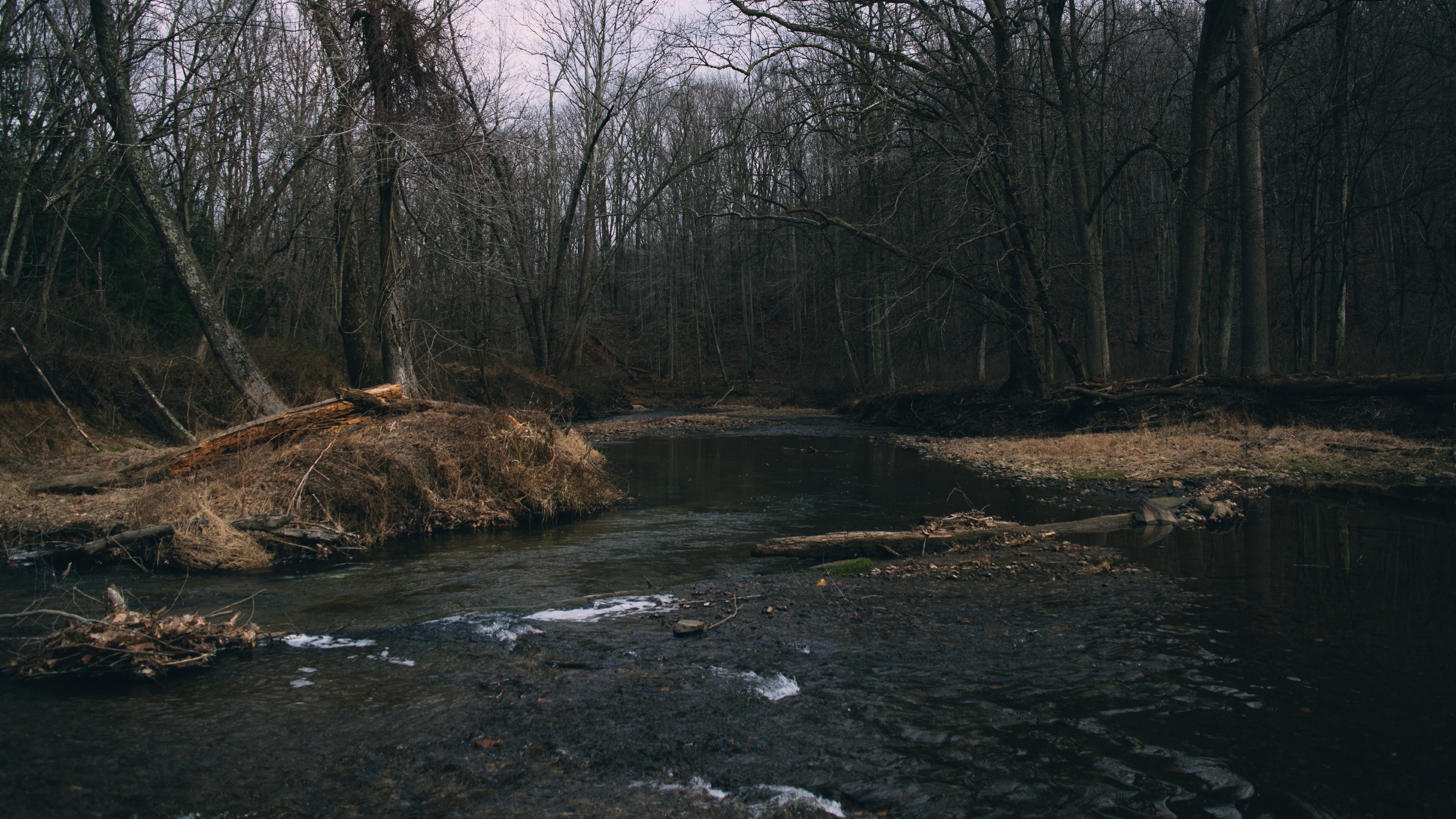 A dark forest with a stream flowing through it HD Wallpaper