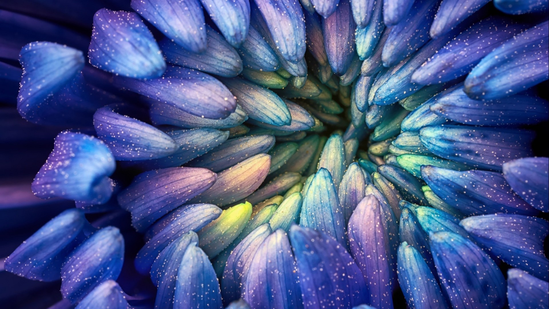 Macro photography of a colorful flower with water droplets HD Wallpaper