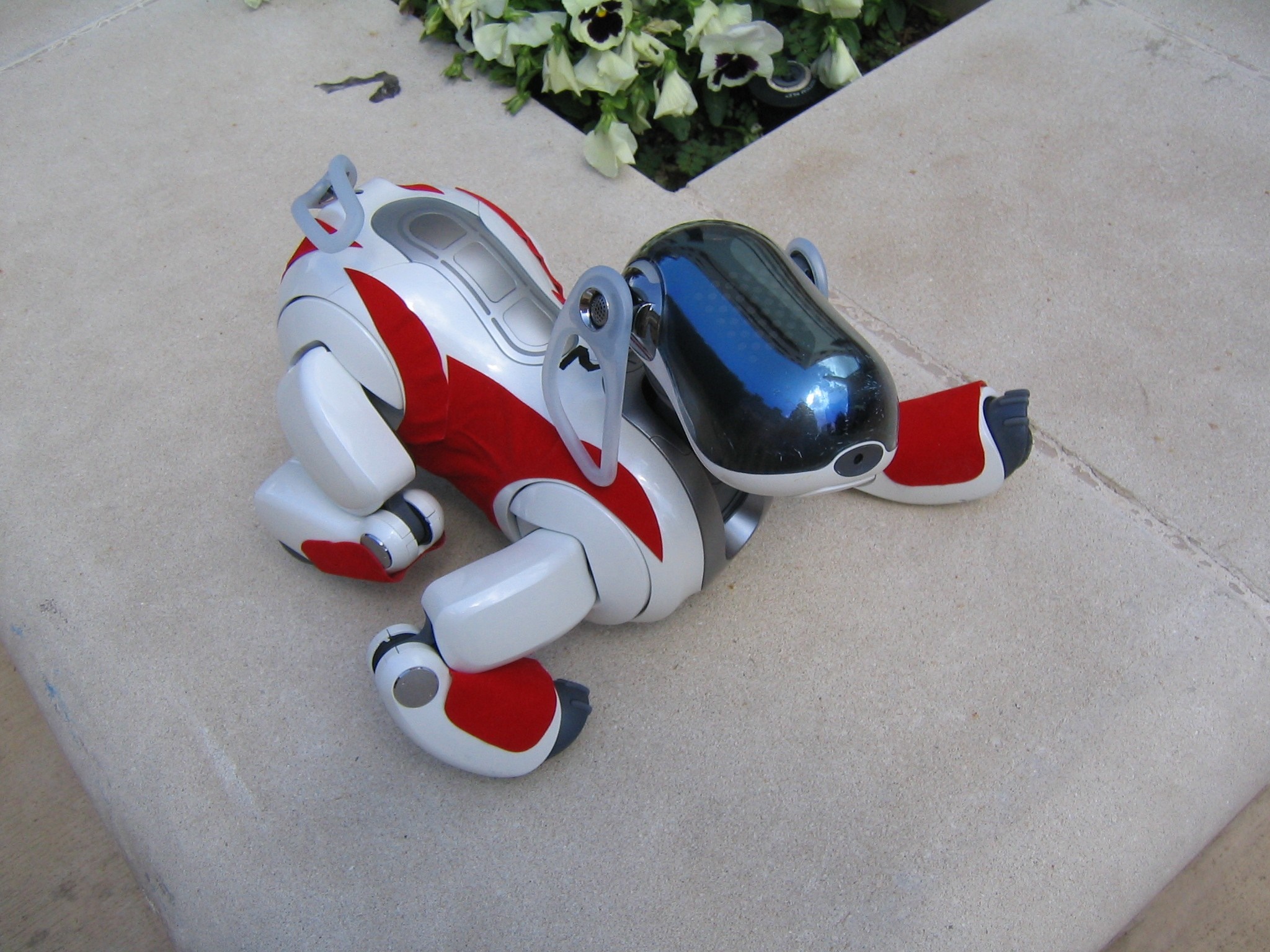 Sony AIBO robot dog on a patio HD Wallpaper