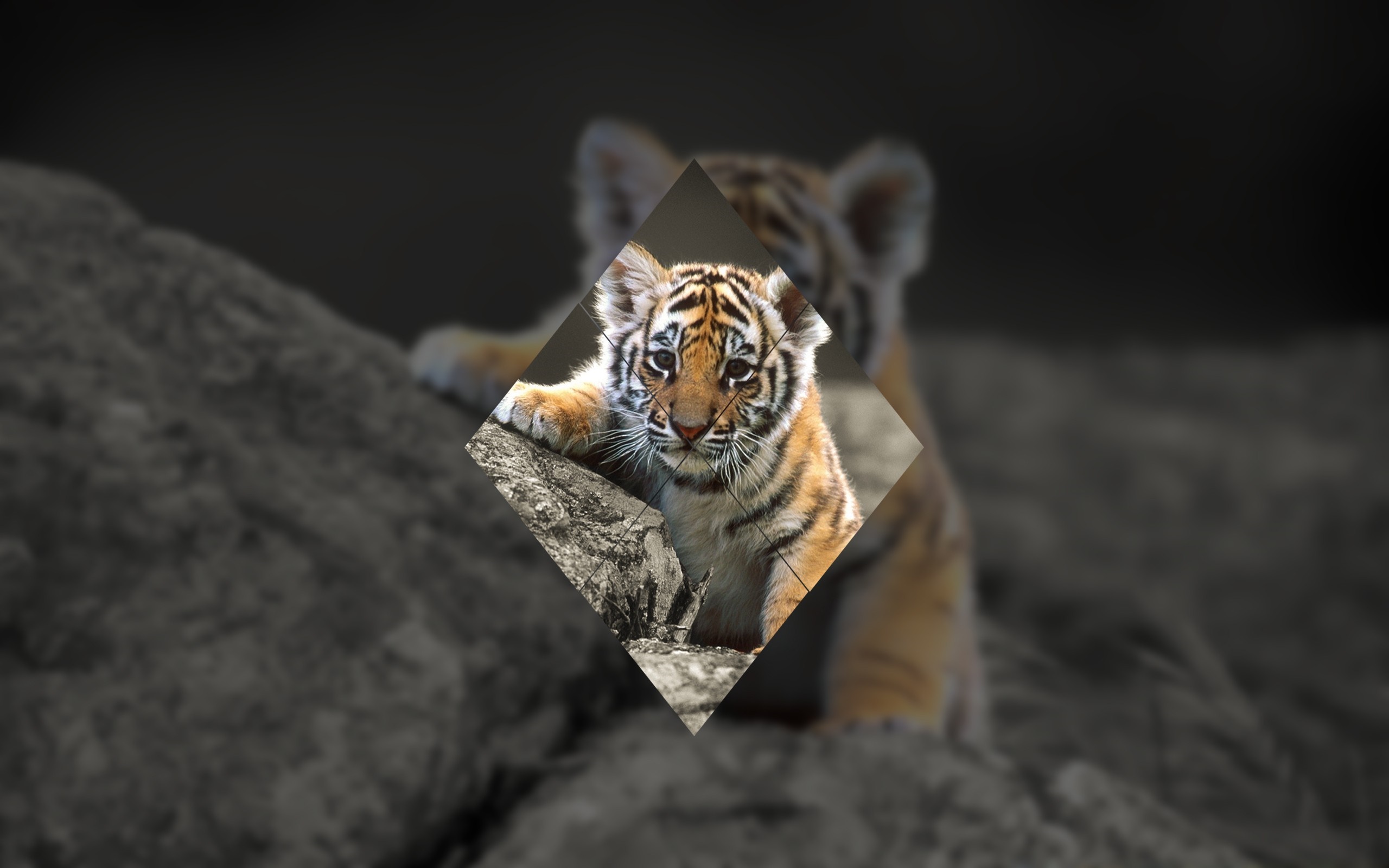 Tiger cub on a rock HD Wallpaper