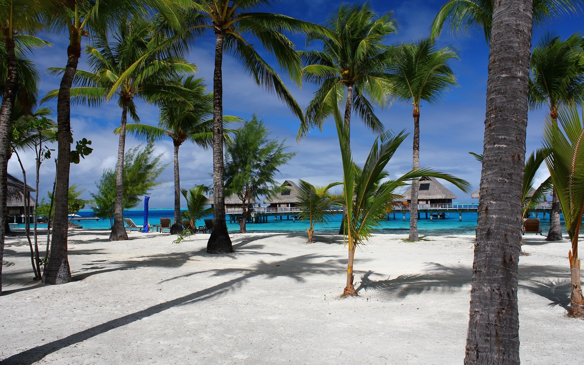 Overwater bungalows and palm trees on a tropical beach HD Wallpaper